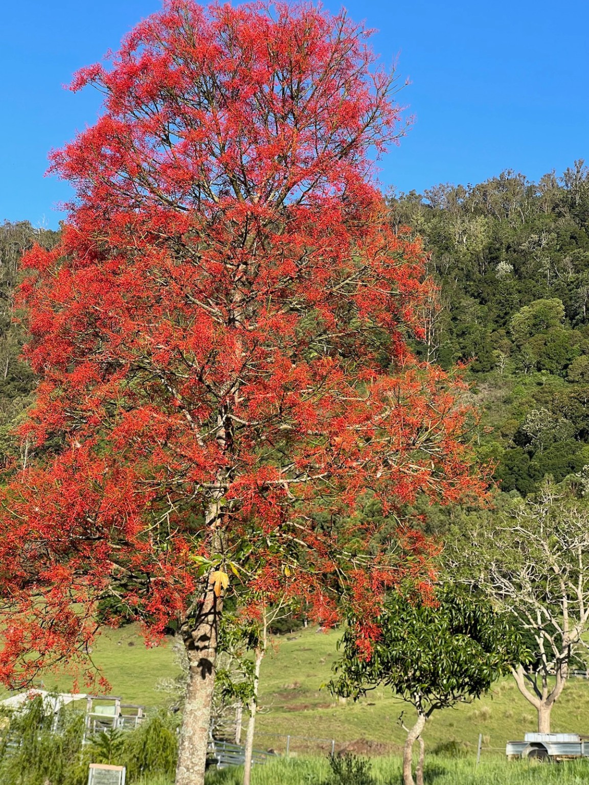 Mature flame tree in full red flower